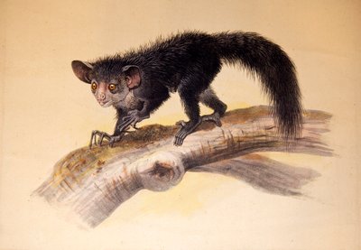 Aye-aye by Joseph Wolf